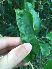 Aceria melicyti