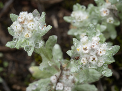 Diaperia verna
