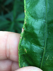 Aceria melicyti
