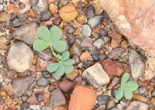 Oxalis flava, photograph 6