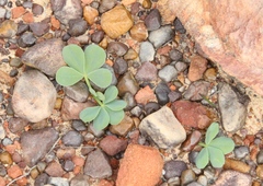 Oxalis flava, photograph (c) Tony Rebelo, some rights reserved (CC BY-SA)