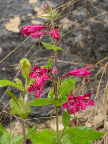 Penstemon triflorus, photograph 2