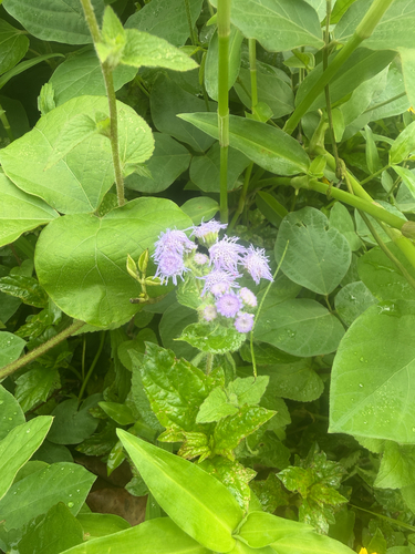 Ageratum houstonianum observed 2026-07-28