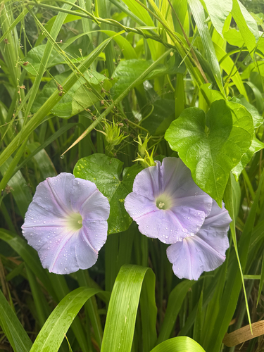 Ipomoea indica observed 2026-07-29