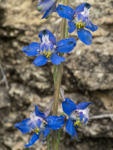 Delphinium madrense, photograph 1
