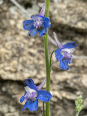 Delphinium madrense, photograph (c) Turner Brockman, some rights reserved (CC BY-SA)