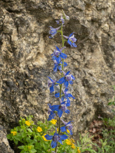 Delphinium madrense, photograph 4