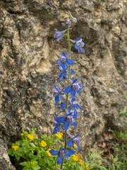 Delphinium madrense, photograph (c) Turner Brockman, some rights reserved (CC BY-SA)