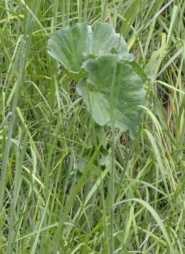 Gunnera perpensa, photograph 2