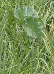Gunnera perpensa, photograph (c) Nicola van Berkel, some rights reserved (CC BY-SA)
