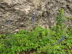 Delphinium madrense, photograph (c) Turner Brockman, some rights reserved (CC BY-SA)