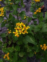 Perityle lindheimeri