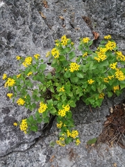 Perityle lindheimeri