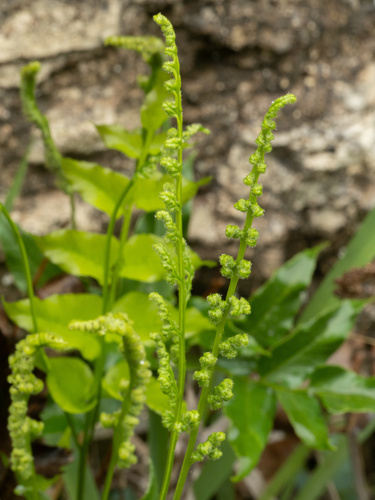 Anemia mexicana