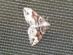 Xanthorhoe labradorensis