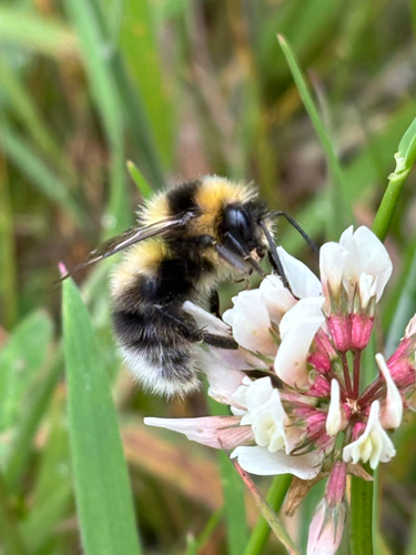 Heath Bumble Bee, photo 4 of 10