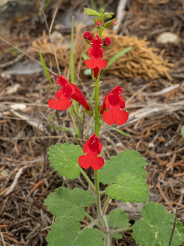 Salvia roemeriana, photograph 5