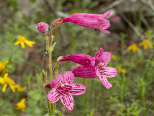 Penstemon triflorus