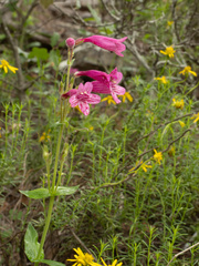 Penstemon triflorus, photograph (c) Turner Brockman, some rights reserved (CC BY-SA)