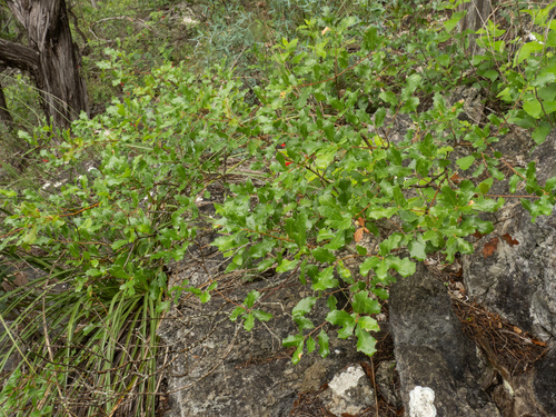 Quercus vaseyana