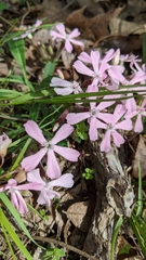 Silene caroliniana