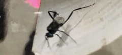 Evanioidea