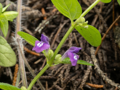 Scutellaria drummondii, photograph 6