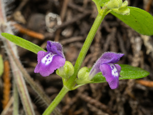 Scutellaria drummondii, photograph 5
