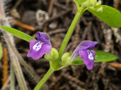 Scutellaria drummondii, photograph (c) Turner Brockman, some rights reserved (CC BY-SA)