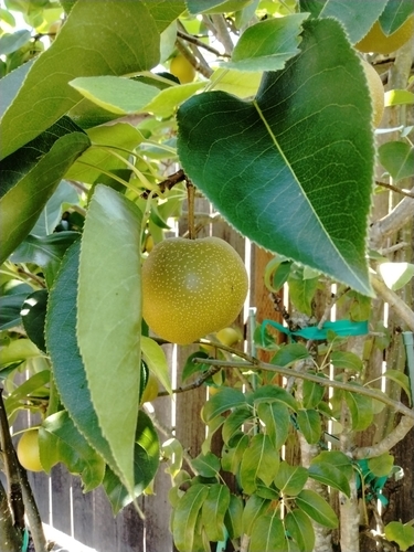 Pyrus pyrifolia