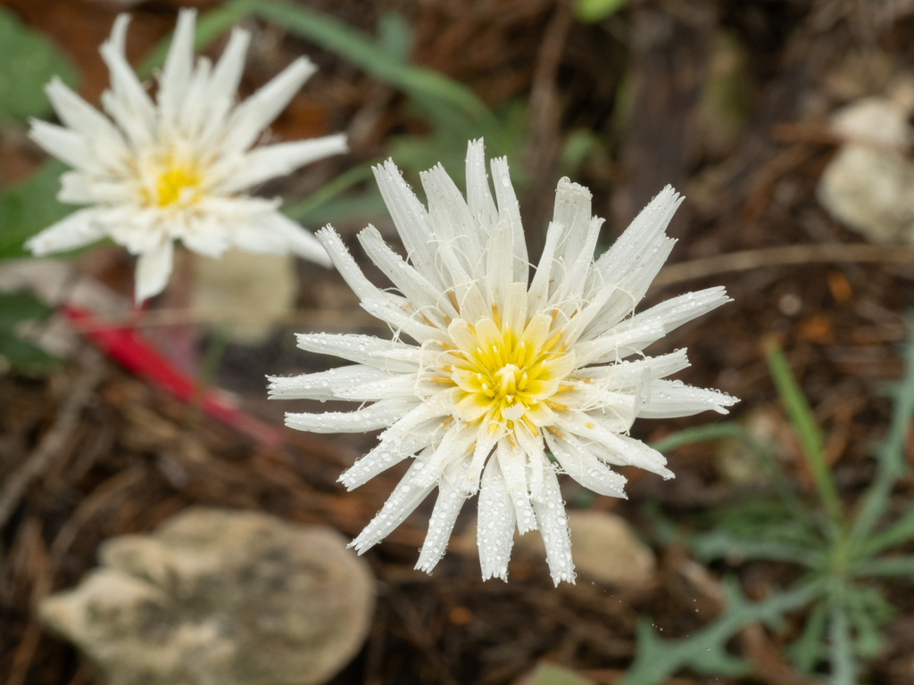 Pinaropappus roseus; photograph (c) Turner Brockman, some rights reserved (CC BY-SA)