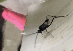 Evanioidea