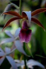 Phaius