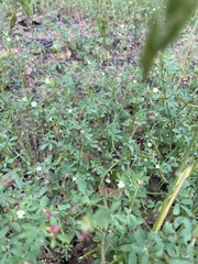 Acmispon parviflorus