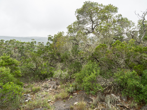 Pinus remota, photograph 6