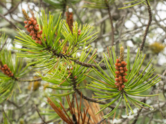 (c) Turner Brockman, some rights reserved (CC BY-SA) Pinus remota, photograph (c) Turner Brockman, some rights reserved (CC BY-SA)