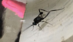 Evanioidea