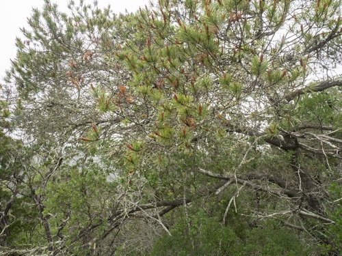Pinus remota, photograph 5