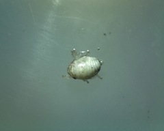 Cercopoidea