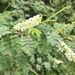 Acacia oliveri