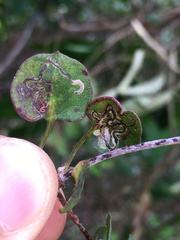 Zapyrastra calliphana