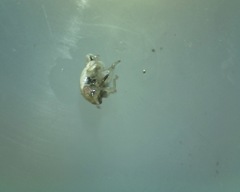 Cercopoidea