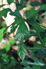 Ficus fraseri