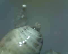 Cercopoidea