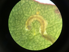 Zapyrastra calliphana