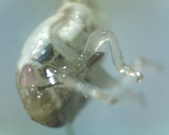 Cercopoidea
