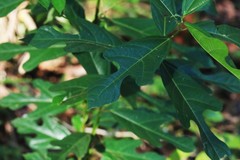 Ficus fraseri