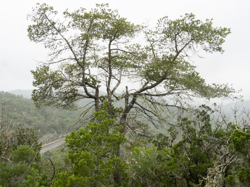 Pinus remota, photograph 3