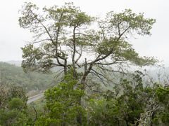 (c) Turner Brockman, some rights reserved (CC BY-SA) Pinus remota, photograph (c) Turner Brockman, some rights reserved (CC BY-SA)