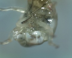 Cercopoidea